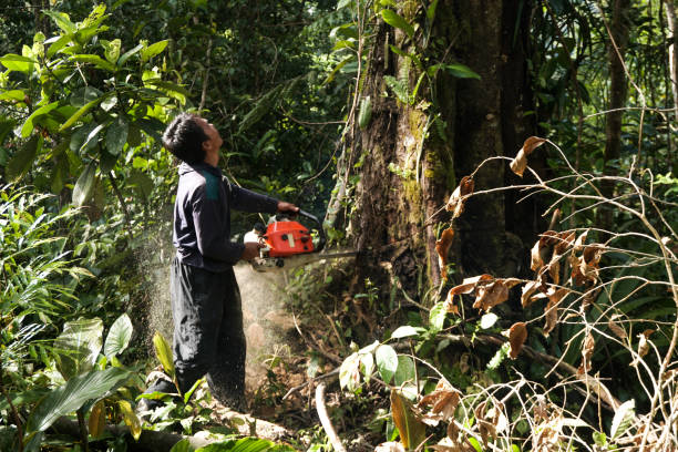 Trusted Mullens, WV Tree Removal Experts