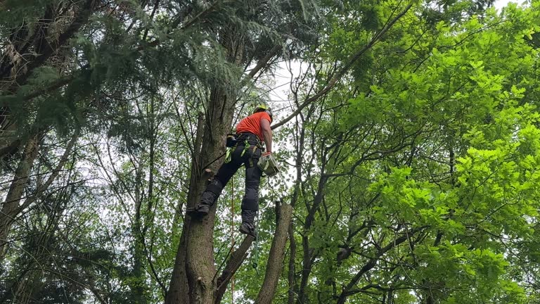 How Our Tree Care Process Works  in  Mullens, WV