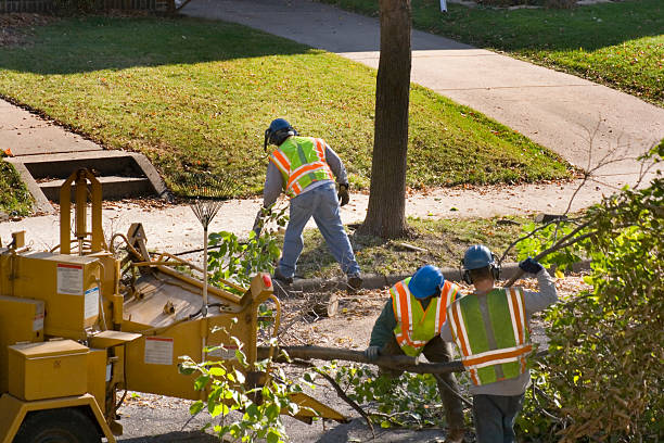 Best Tree Risk Assessment  in Mullens, WV